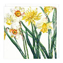 Card Narcissus and Daffodil